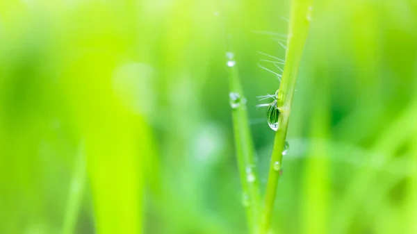 Fresh Lush Green Grass Selective Focusing Water Dew Drops Morning — Stock Photo, Image