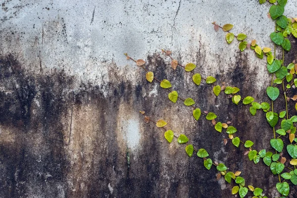 Mur Ciment Craquelé Vintage Décoratif Avec Plante Grimpante Verte Naturelle — Photo
