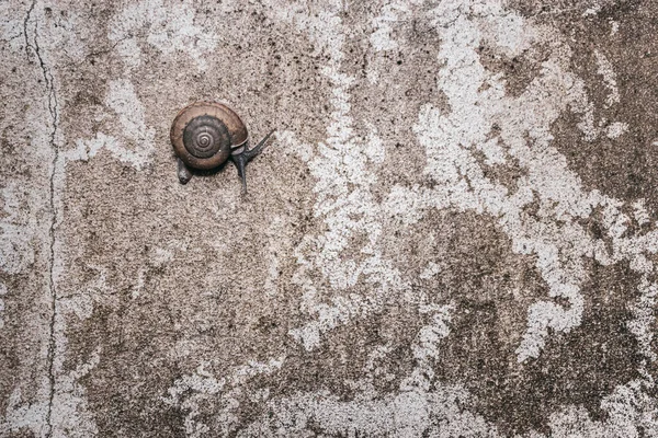 蜗牛爬在肮脏的结构水泥墙上 — 图库照片