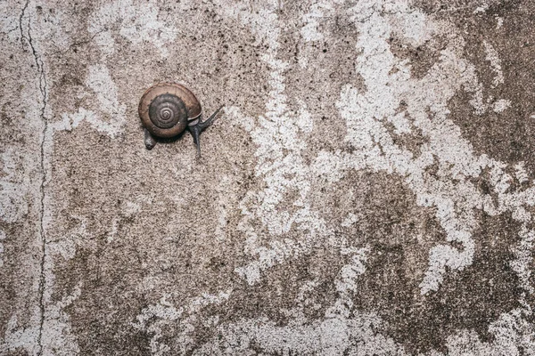 Caracol Subir Parede Cimento Texturizado Sujo — Fotografia de Stock