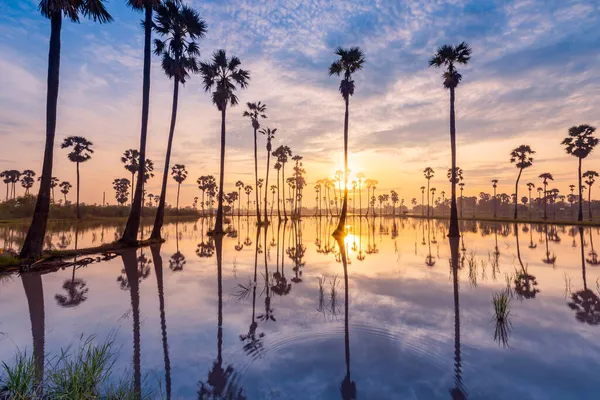 Сахарная Пальма Тодди Пальмовое Поле Утром Красивый Восход Солнца Районе — стоковое фото