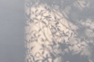 Doğal sabah güneşi ve çimento duvar dokusu üzerindeki yaprağın gölgesi, soyut arka plan kavramı