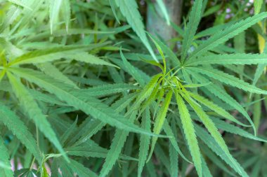 Marijuana leaves or Cannabis in selective focusing with morning sunlight in garden.