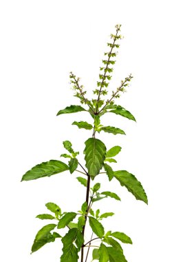 Holy basil leaves and its flowers, a herbal food ingredient for Thai food isolated on white background