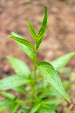 Andrographis paniculata the local Asia herb plant for anti-virus medicine with soft focusing, Healthy and medicine concept