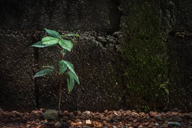 Growth plant in front of moistured and dirty cement block walls with a mossy textured background.