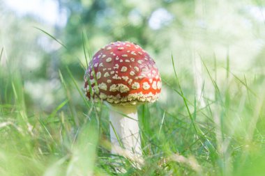 Amanita mantarı, sinek mantarı (amanita muscaria))