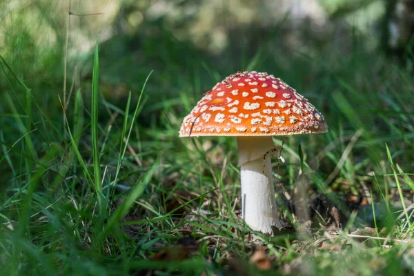 Champignon Amanita Mouche Agarique Amanita Muscaria — Photo