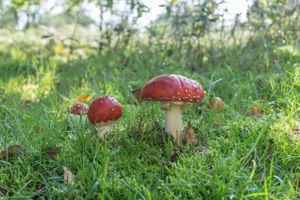 Champignon Amanita Mouche Agarique Amanita Muscaria — Photo