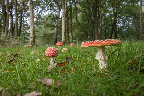 Champignon Amanita Mouche Agarique Amanita Muscaria — Photo