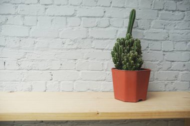 Kaktüs saksıda, ahşap raflarda ve beyaz tuğla duvar arkasında.