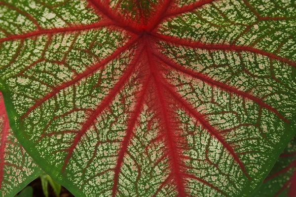 Caladium Bicolor Dengan Daun Merah Muda Dan Pembuluh Darah Hijau — Stok Foto