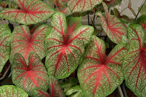 Caladio Bicolor Con Hoja Rosa Venas Verdes Fondo Naturaleza —  Fotos de Stock