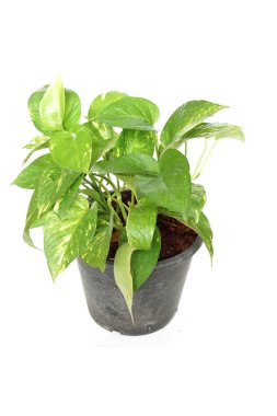 Epipremnum Aureum Tropikal yeşil bitkiler beyaz arkaplanda izole edilmiş