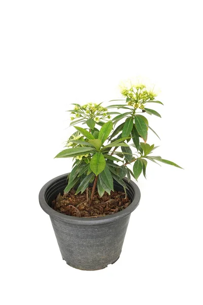 Xanthostemon Chrysanthus Izolované Bílém Pozadí — Stock fotografie