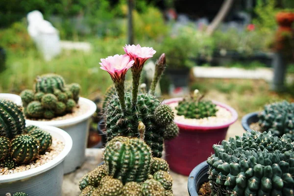 Pink Flower Cactus Blooming — Stock Photo, Image
