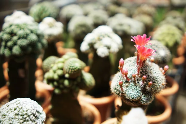 Fleur Rose Cactus Fleurissant Dans Maison Jardin Espace Pour Copie — Photo