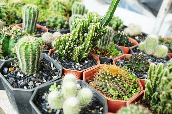 Sok Kaktusz Fazekak Kerti Ház Helyet Másolni — Stock Fotó