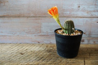 Ev bahçesinde çeşitli kaktüslerin ve sulu bitkilerin toplanması