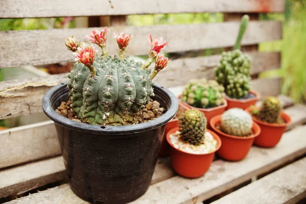 Collection Various Cactus Succulent Plants Home Garden — Stock Photo, Image