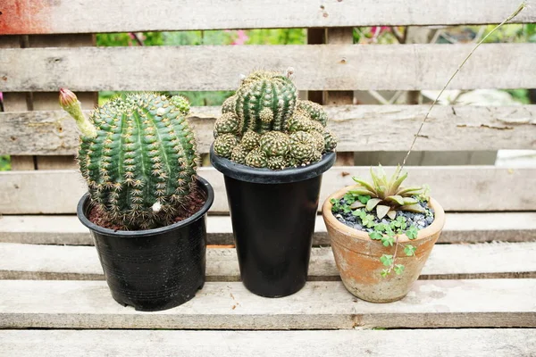 Colección Varios Cactus Plantas Suculentas Jardín Casero —  Fotos de Stock
