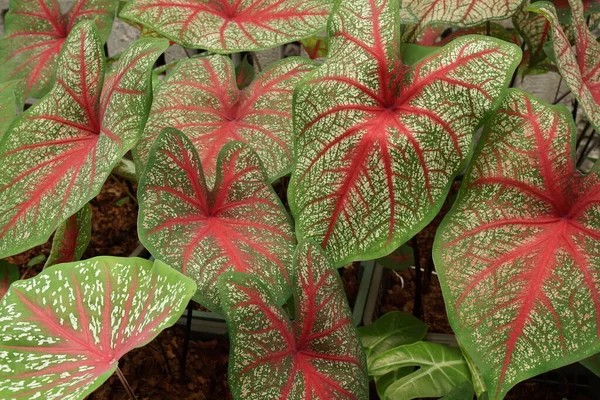 Caladium Bicolor Met Roze Blad Groene Aderen Natuur Achtergrond — Stockfoto