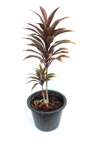 Grüne Cordyline Fruticosa Pflanze Isoliert Auf Weißem Hintergrund — Stockfoto