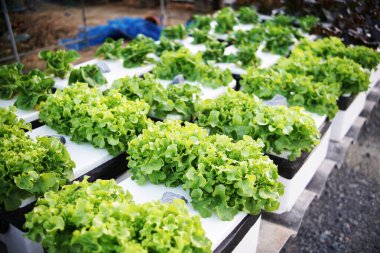 Ev bahçesinde hidrofonik organik sebzeler salata yetiştirme