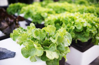 Ev bahçesinde hidrofonik organik sebzeler salata yetiştirme