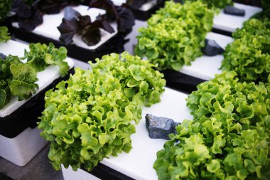 Ev bahçesinde hidrofonik organik sebzeler salata yetiştirme