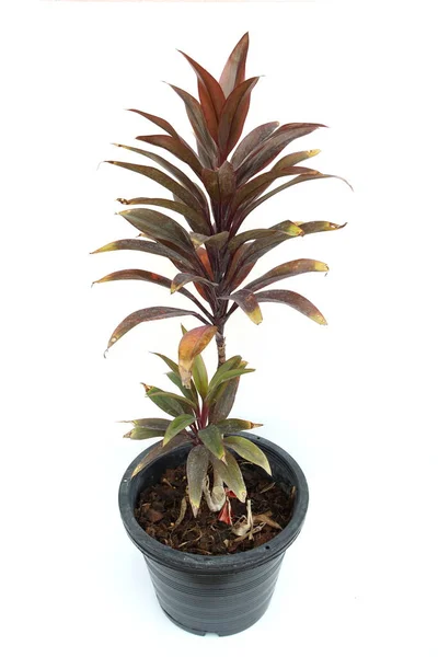 Grüne Cordyline Fruticosa Pflanze Isoliert Auf Weißem Hintergrund — Stockfoto