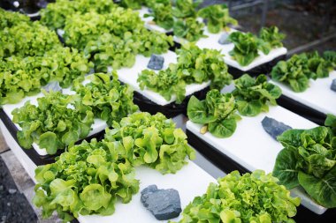 Ev bahçesinde hidrofonik organik sebzeler salata yetiştirme