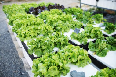 Ev bahçesinde hidrofonik organik sebzeler salata yetiştirme