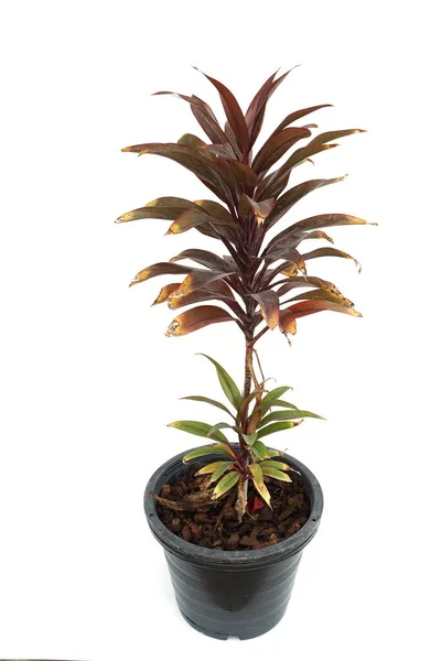 Planta Cordyline Fruticosa Verde Aislada Sobre Fondo Blanco — Foto de Stock