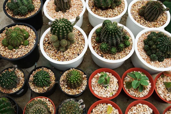 Verzameling Van Diverse Cactus Sappige Planten Eigen Tuin — Stockfoto
