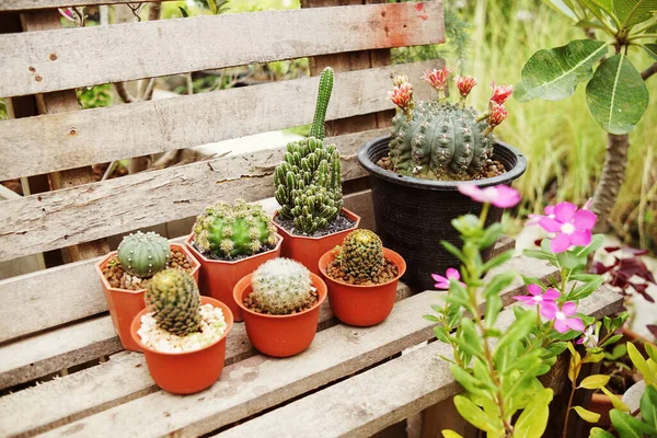 Raccolta Vari Cactus Piante Grasse Nel Giardino Casa — Foto Stock