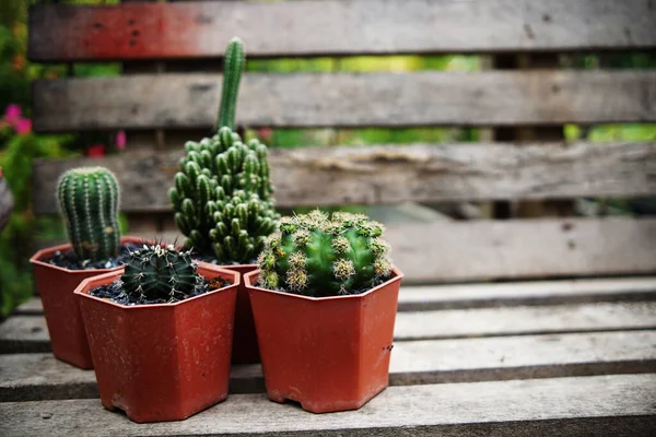 Colección Varios Cactus Plantas Suculentas Jardín Casero —  Fotos de Stock