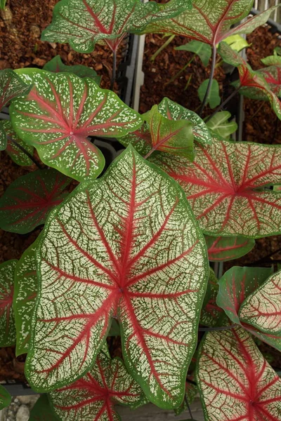 Caladium Bicolore Con Foglia Rosa Verde Vene Natura Sfondo — Foto Stock