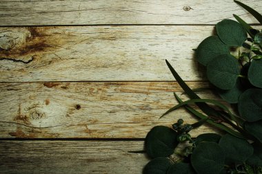 Okaliptüs, kenar çerçevesinden ahşap arkaplanda boşluk kopyasıyla ayrılır