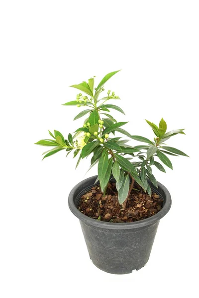 在白色背景下分离的菊科植物黄菊科植物 — 图库照片