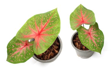 Beyaz arkaplanda izole edilmiş Caladiums bicolor bitkisi