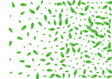 Yeşil Yaprak Arkaplan Beyaz Vektör. Çarşaf suyu çerçevesi. Sınır kartı. Greenish Hava Resimleri. Huzurlu Bitki.