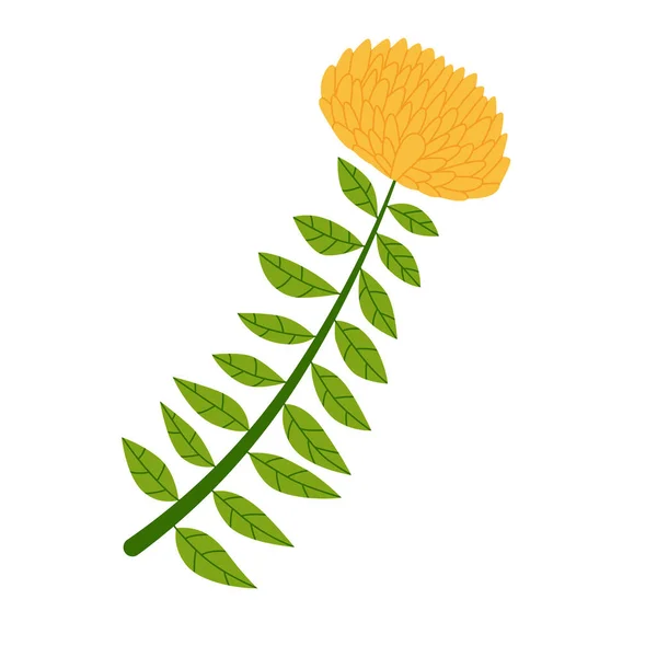 Ροδιόλα Rosea Φυτό Χρυσά Λουλούδια Και Πράσινα Φύλλα Απομονωμένο Σχέδιο — Διανυσματικό Αρχείο