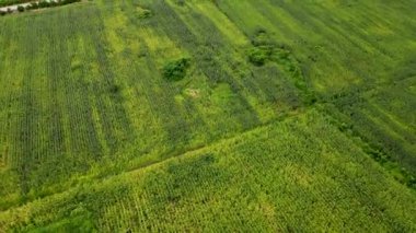 Tayland kırsalındaki çayırların havadan görünüşü