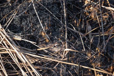 Bahar yangını, yanmış tarla. Doğanın yıkımı. Küresel ısınmanın yol açtığı yangınlar.