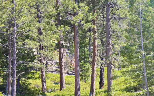 Composition Trees Yellowstone National Park — Stock Photo, Image