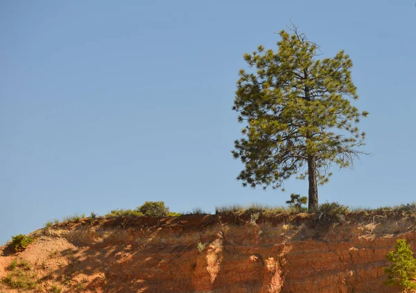 Árvore Bryce Canyon Park — Fotografia de Stock