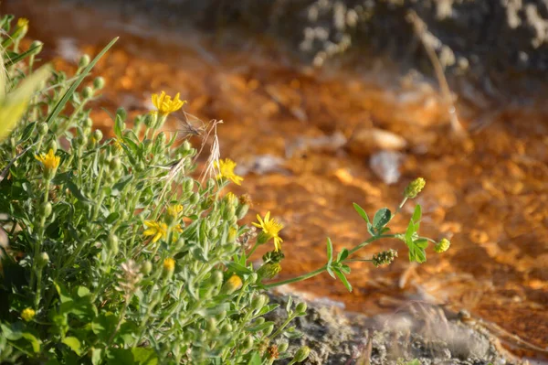 Yellowstone Ulusal Parkı 'ndaki bir nehre yakın.