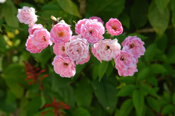 Pivoines Fleurs Fleurissant Dans Jardin — Photo