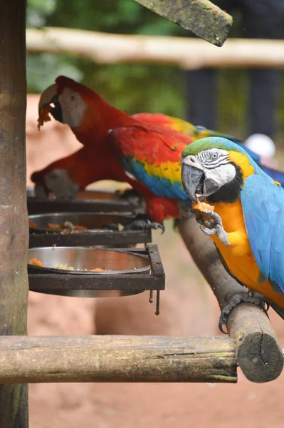 Kırmızı ve Mavi Macaw / Mavi ve Sarı Papağan - Büyük Papağan. (Ara ararauna), büyük bir Brezilyalı papağan